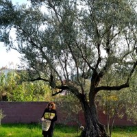 Zeytin Hasat Zamanı / Olive Harvest